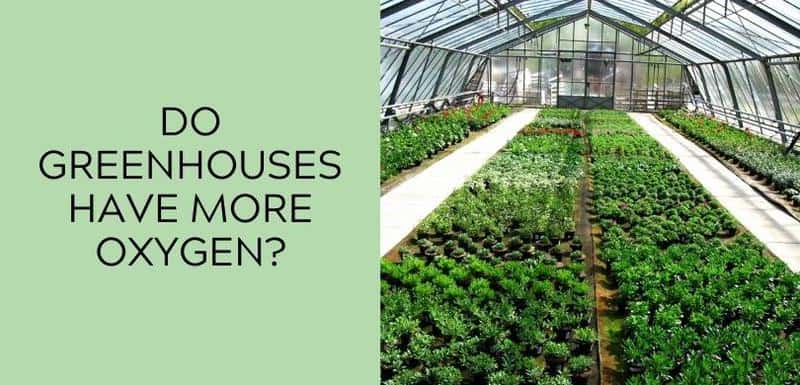 Do Greenhouses Have More Oxygen