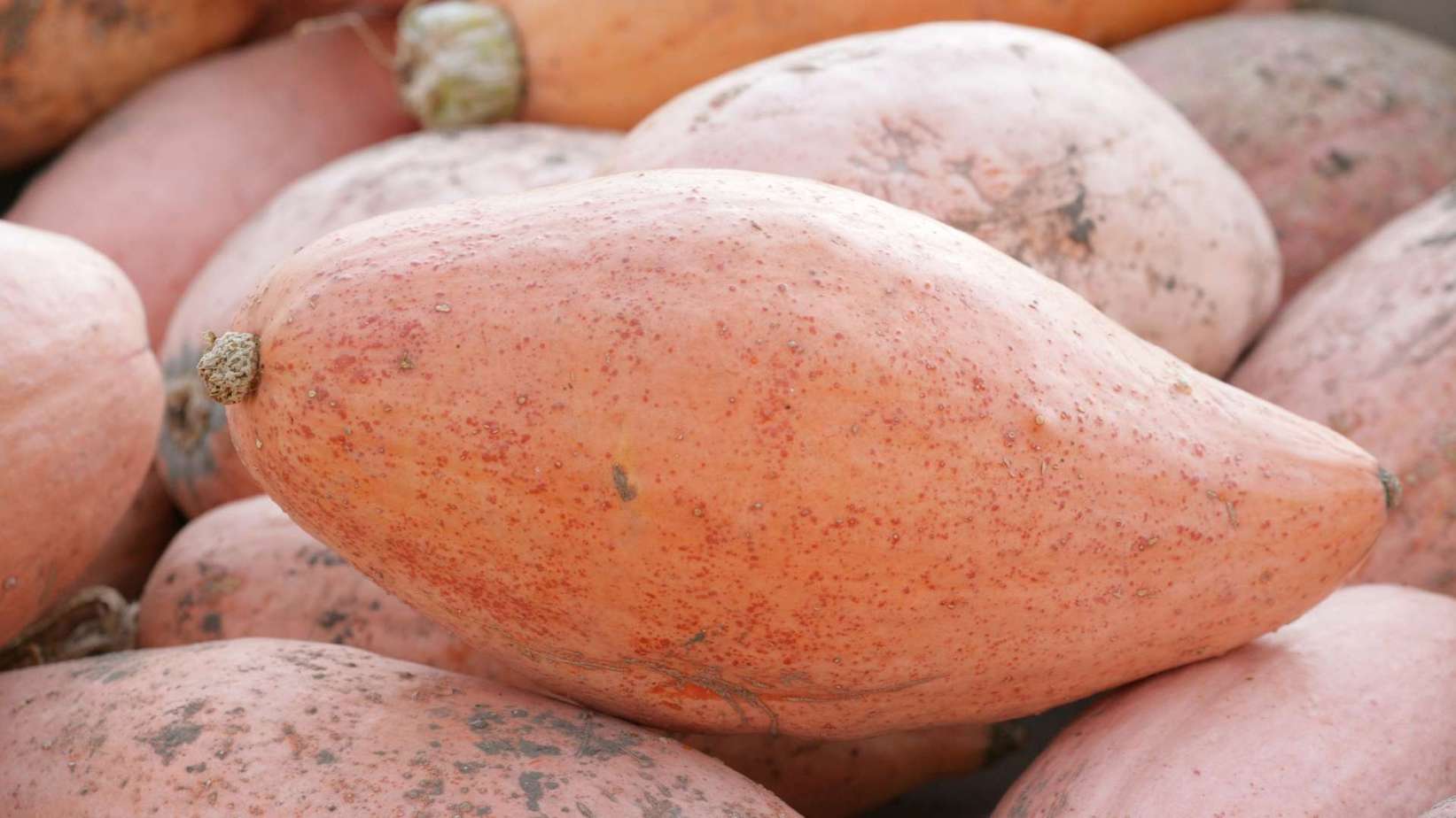 Banana Squash 