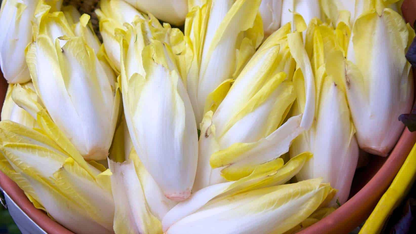 Belgian Endive