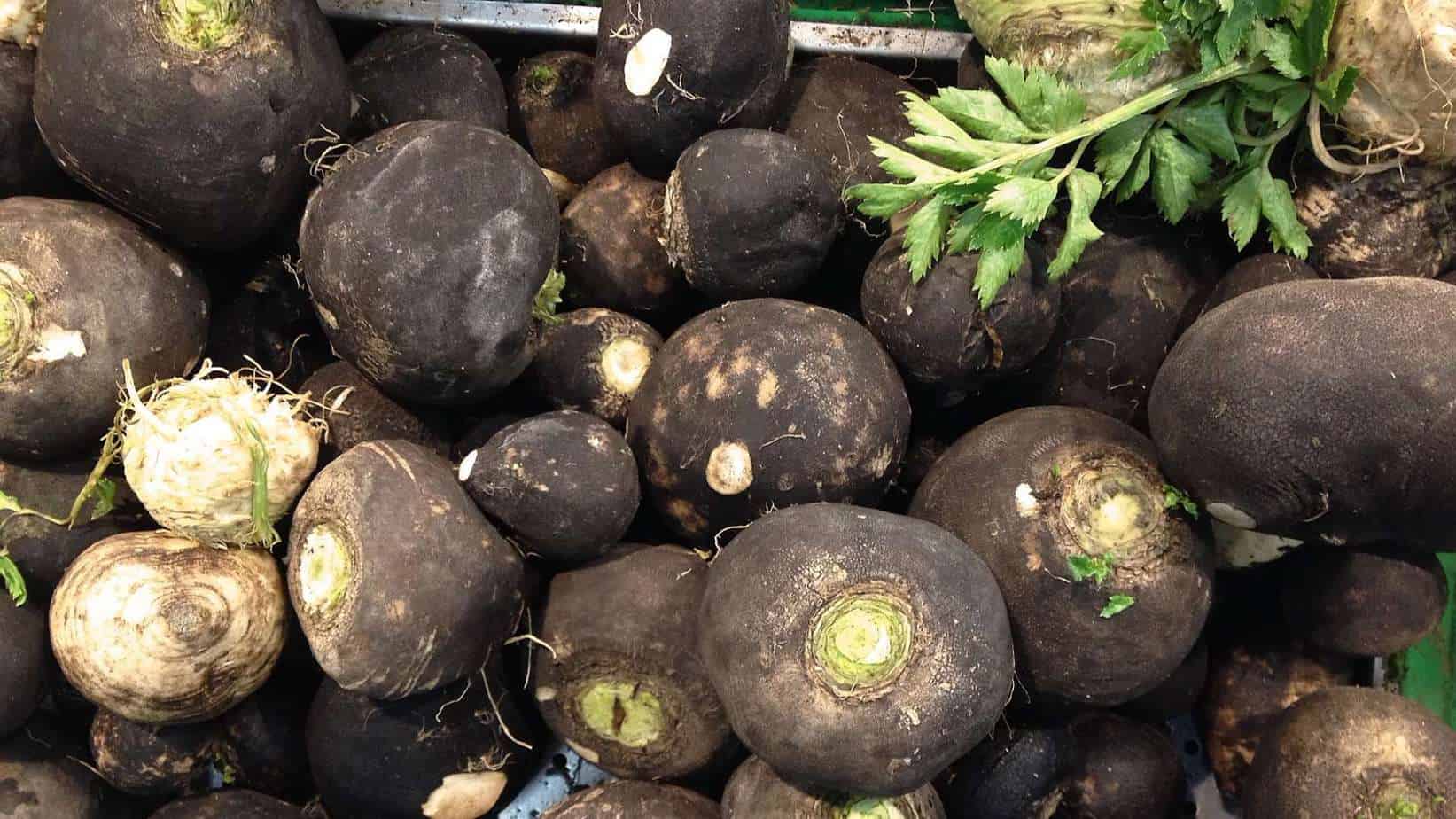 Black Radish