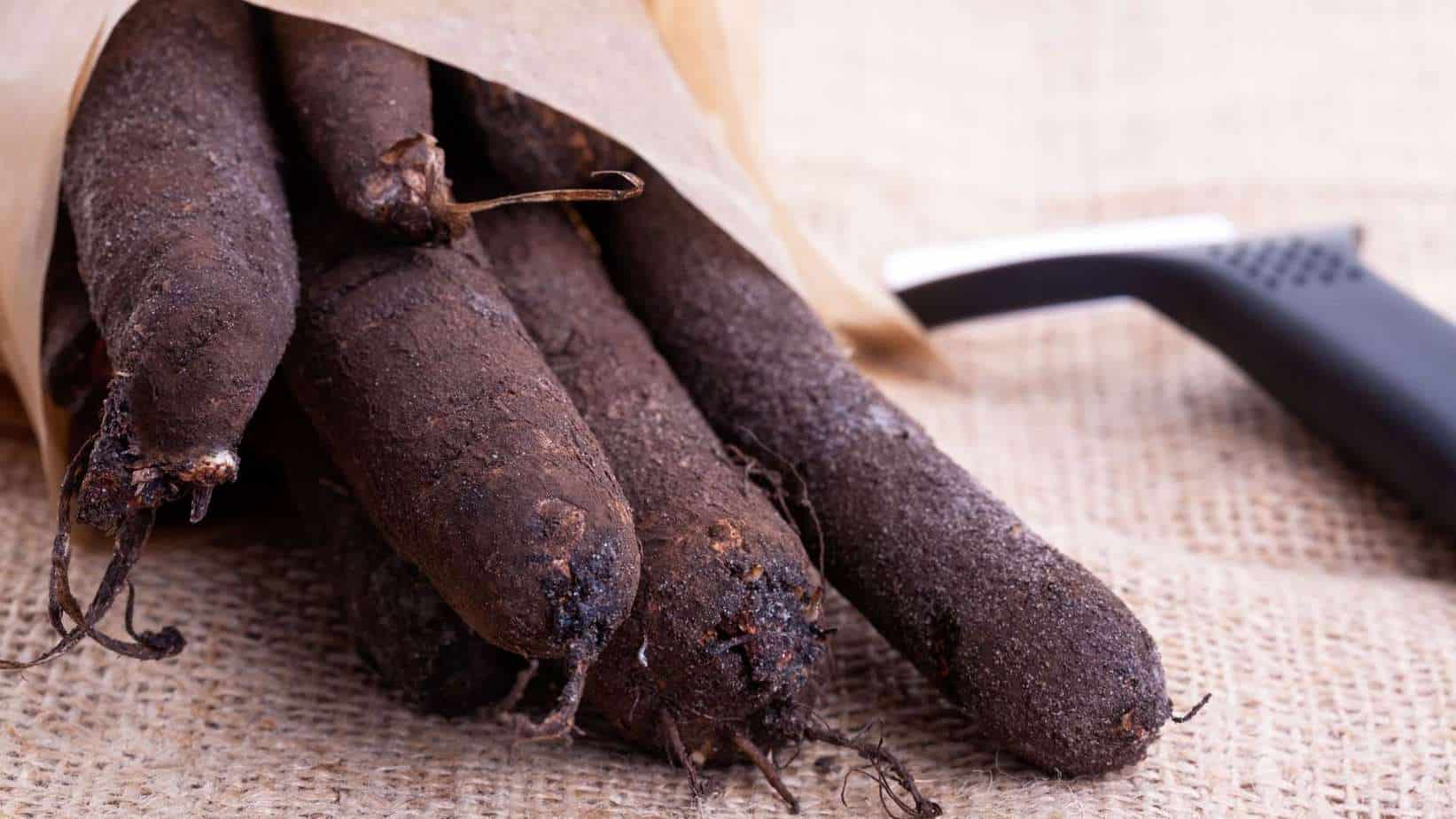 Black Salsify
