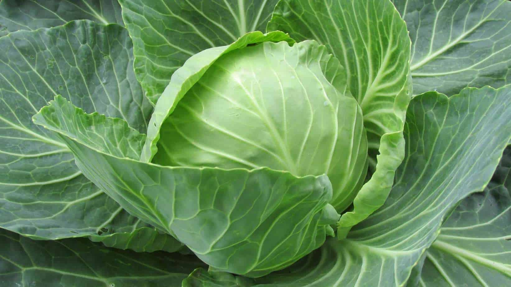 Cabbage