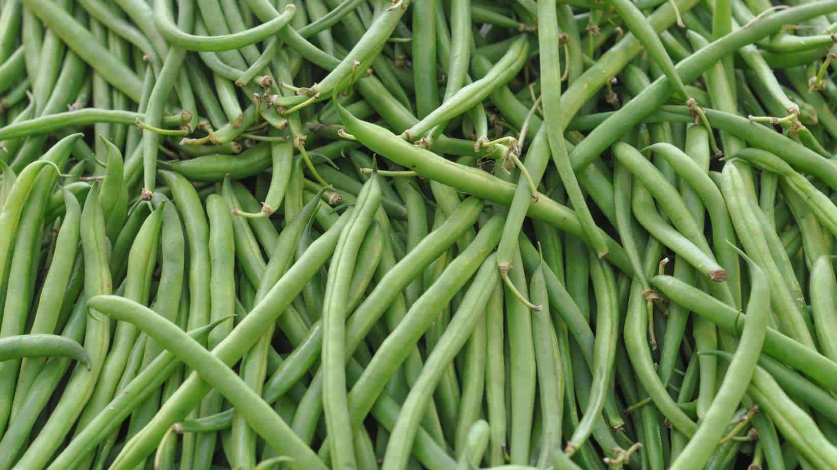 Common Bean