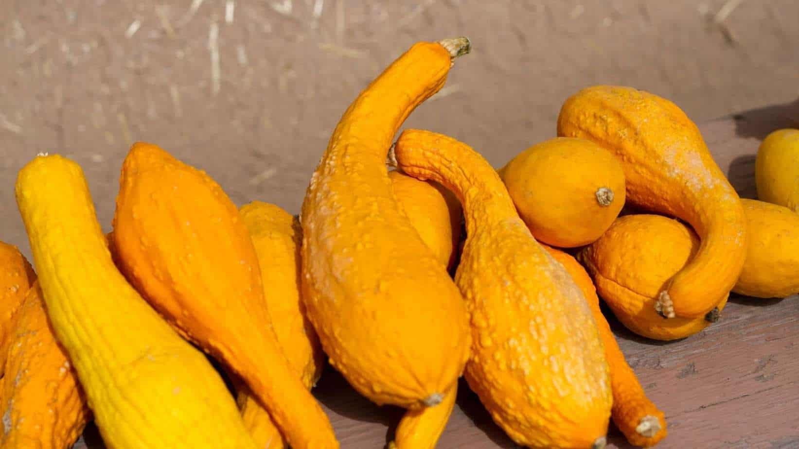 Crookneck Squash