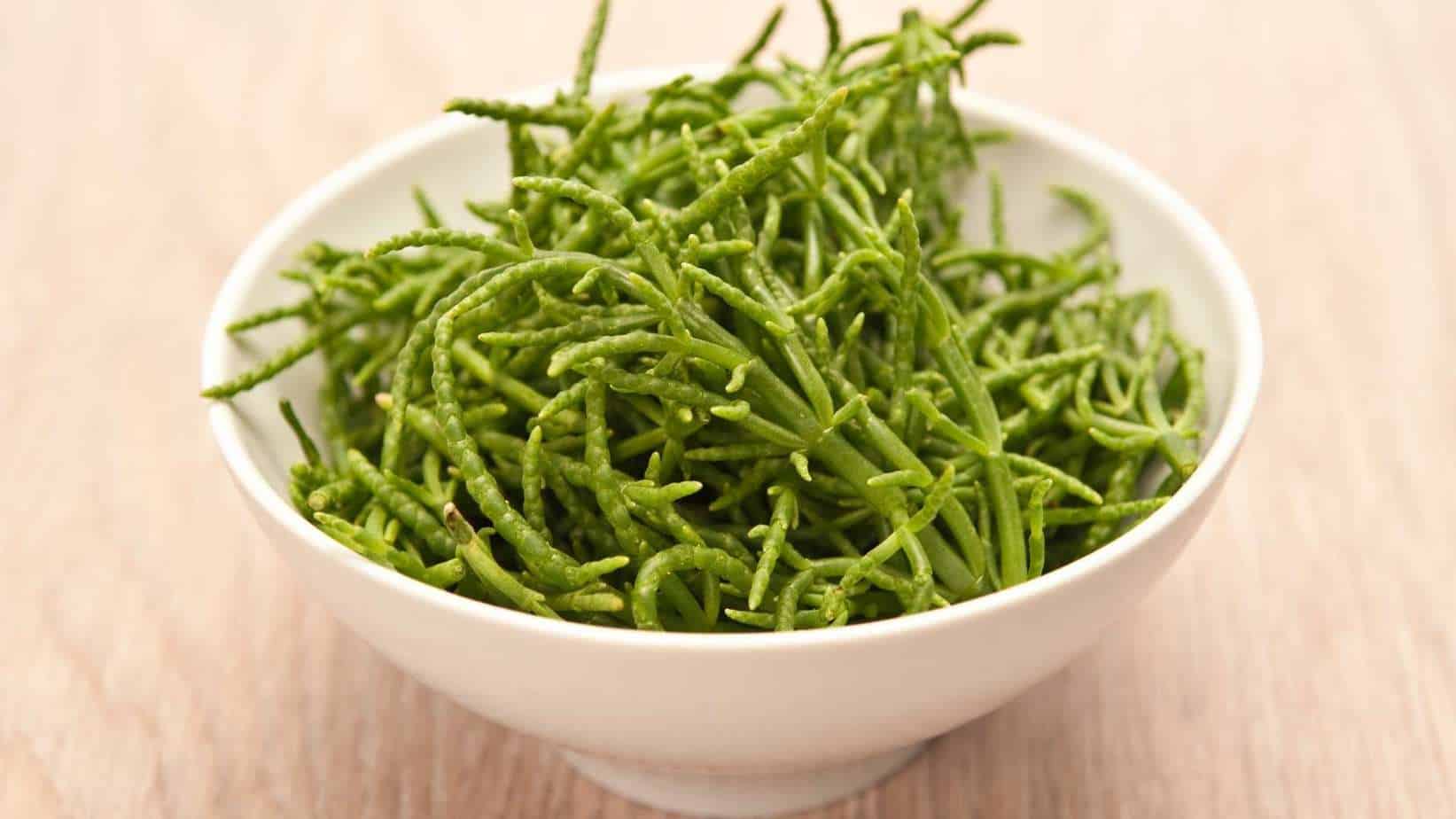 Golden Samphire