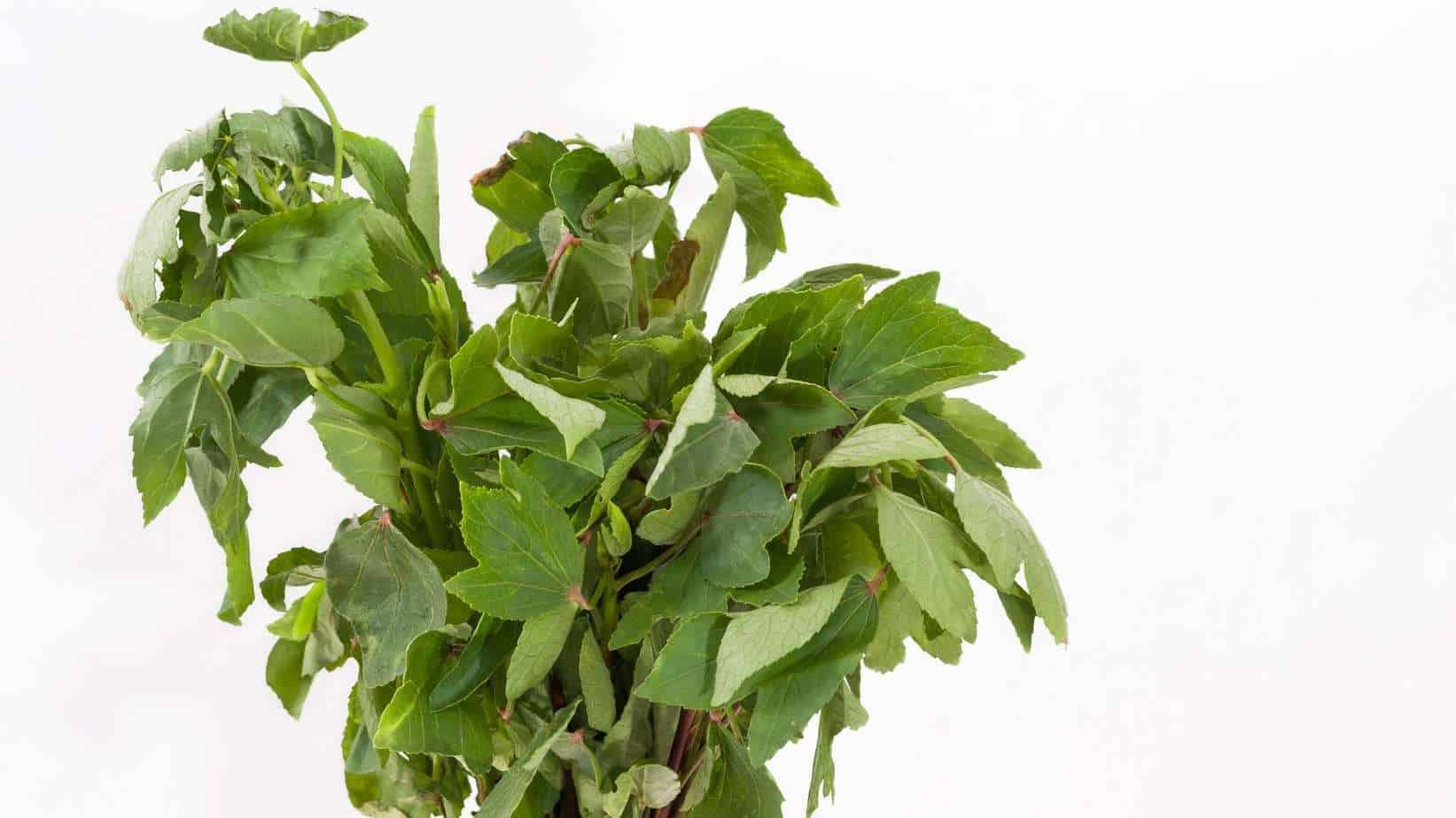Gongura