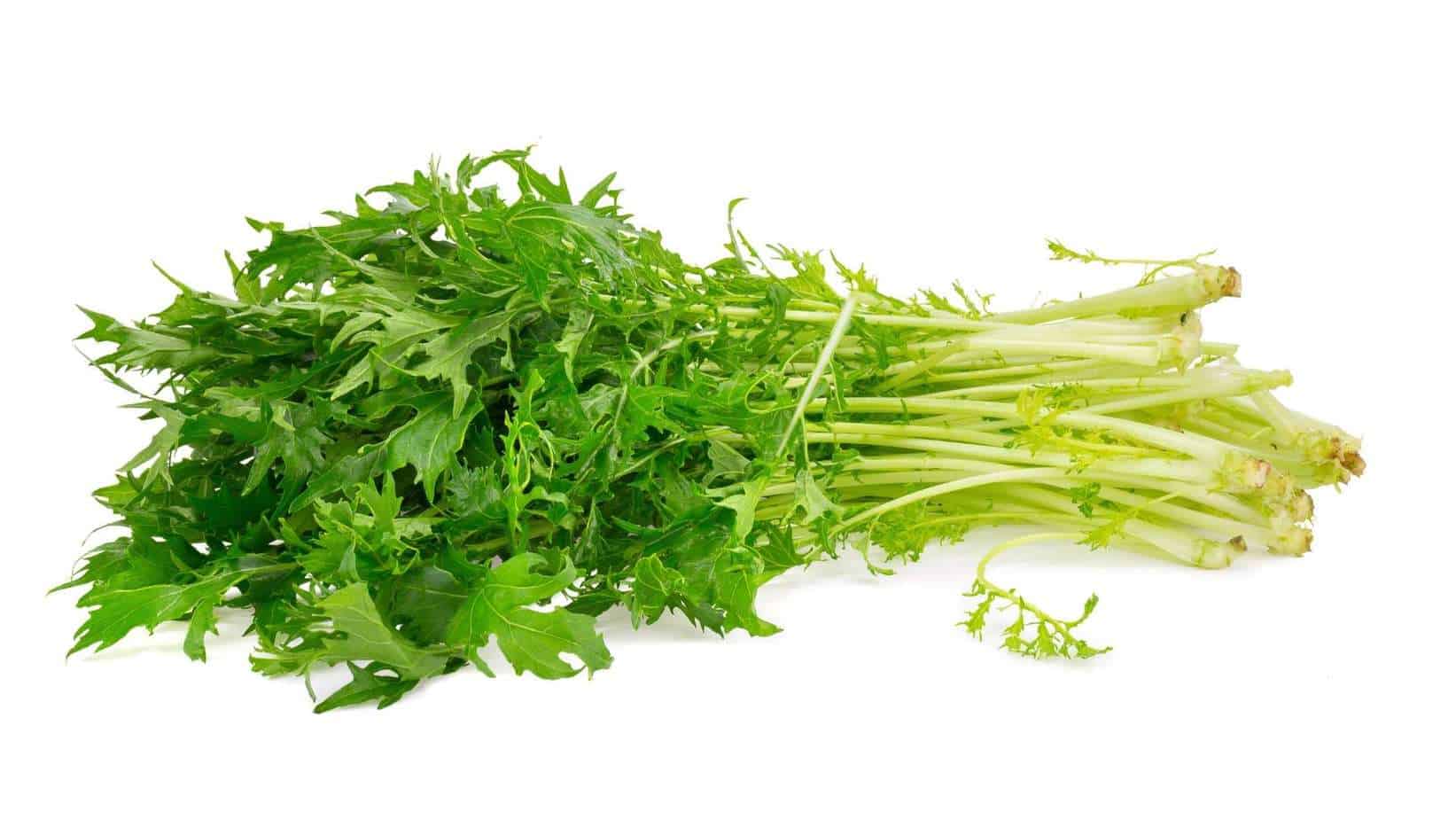 Mizuna Greens