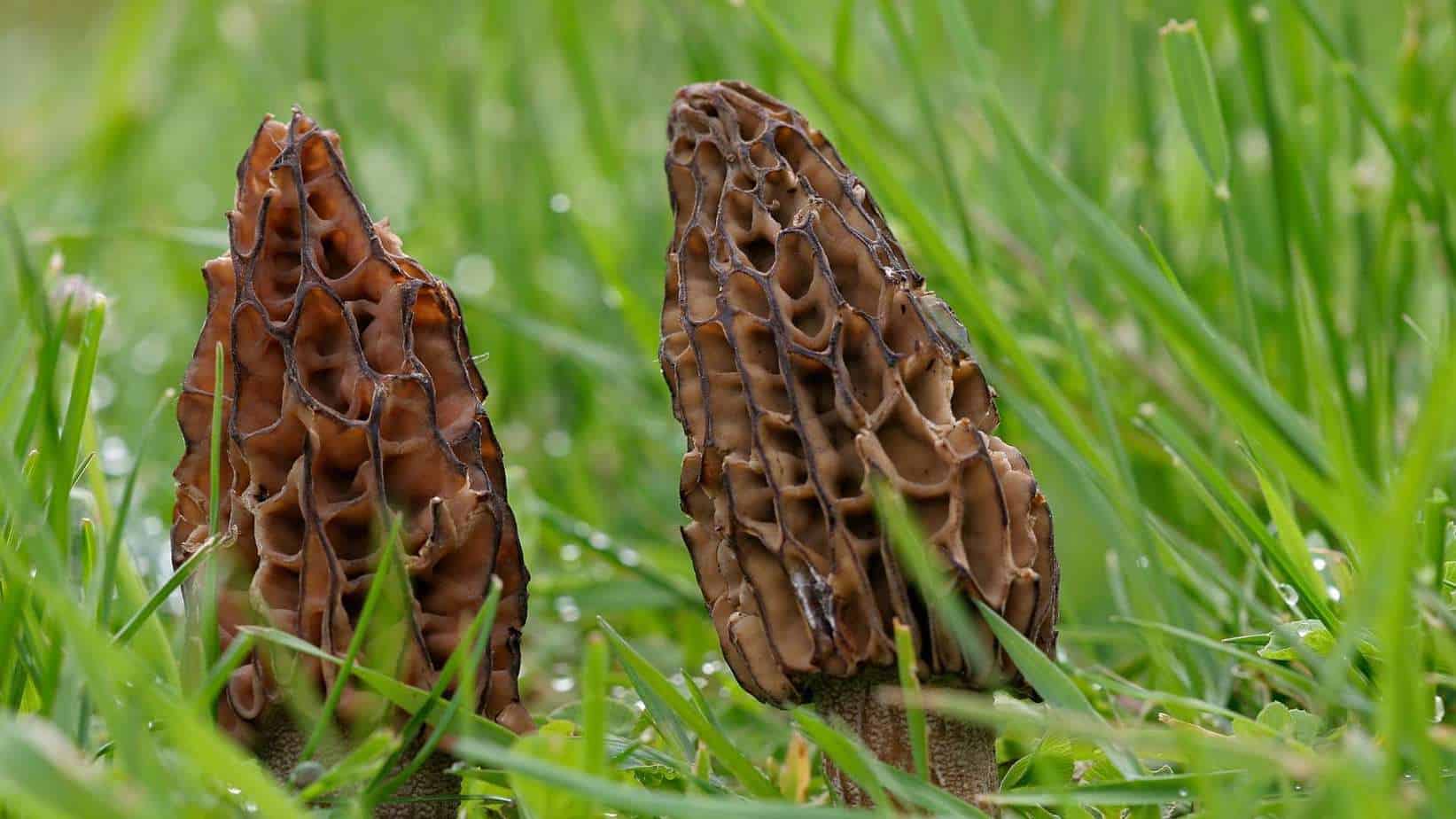 Morels