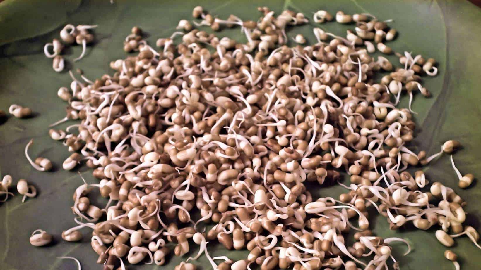 Moth Bean