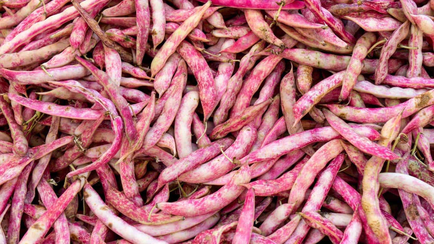 Pink bean