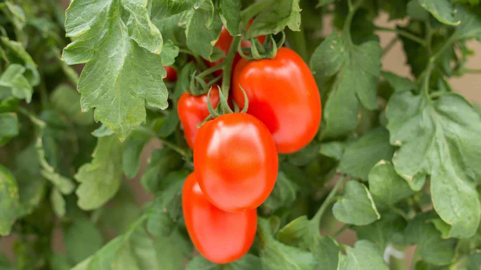Plum Tomato