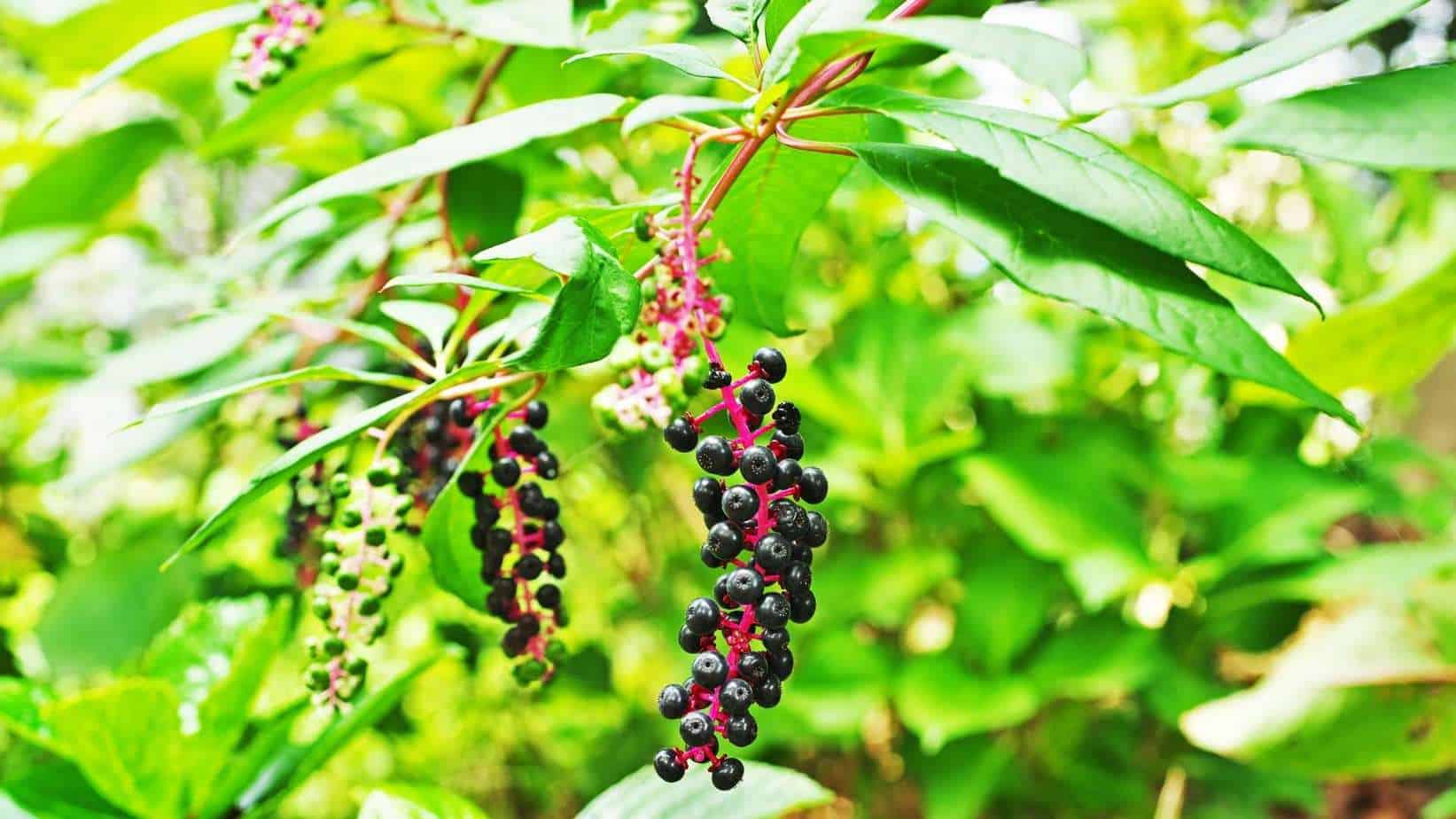 Pokeweed