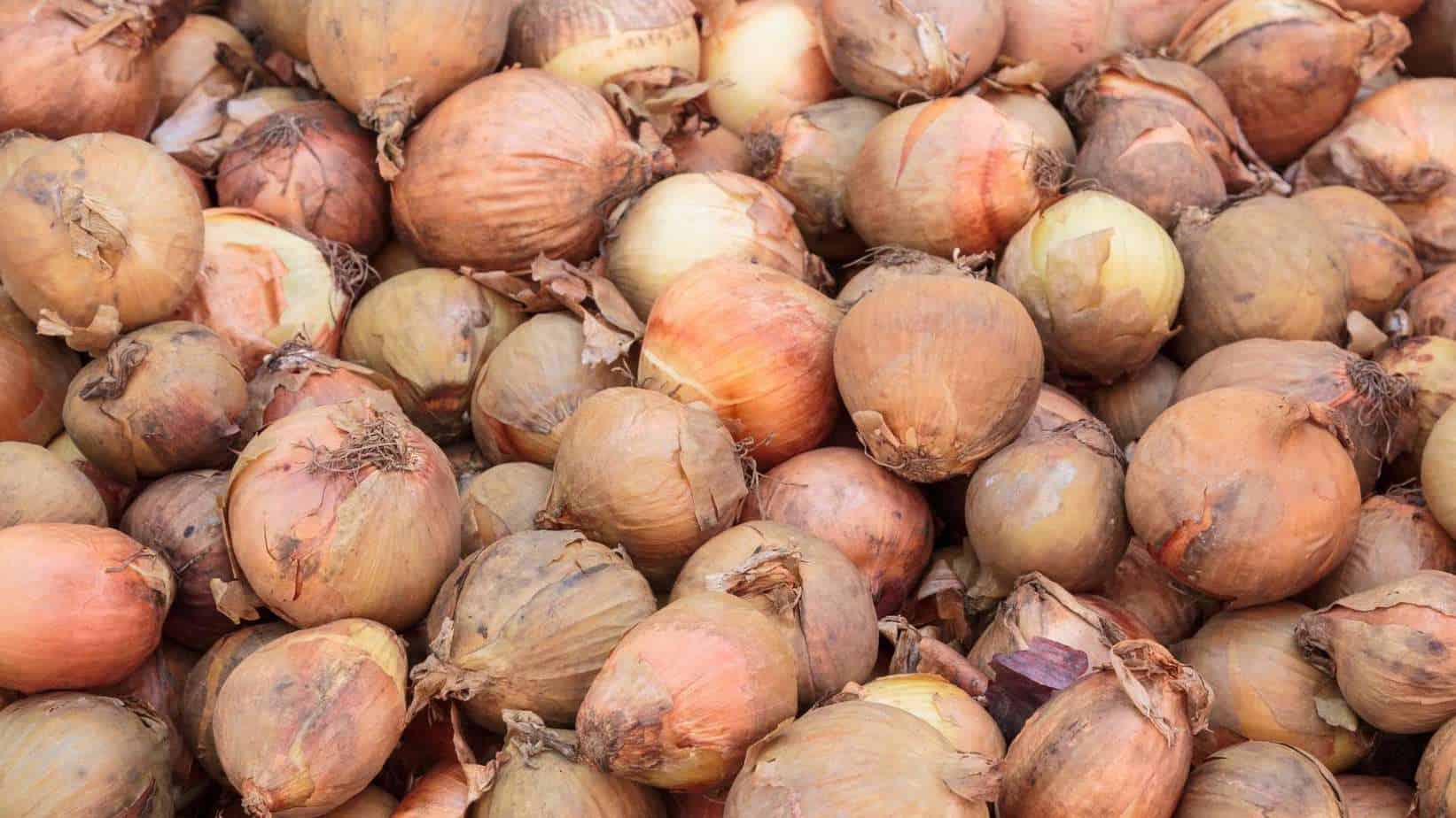 Potato Onion
