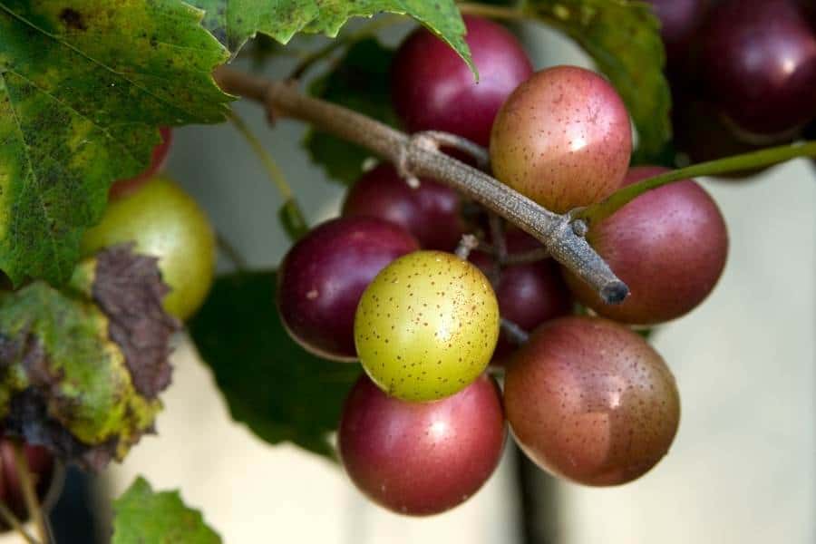Muscadine