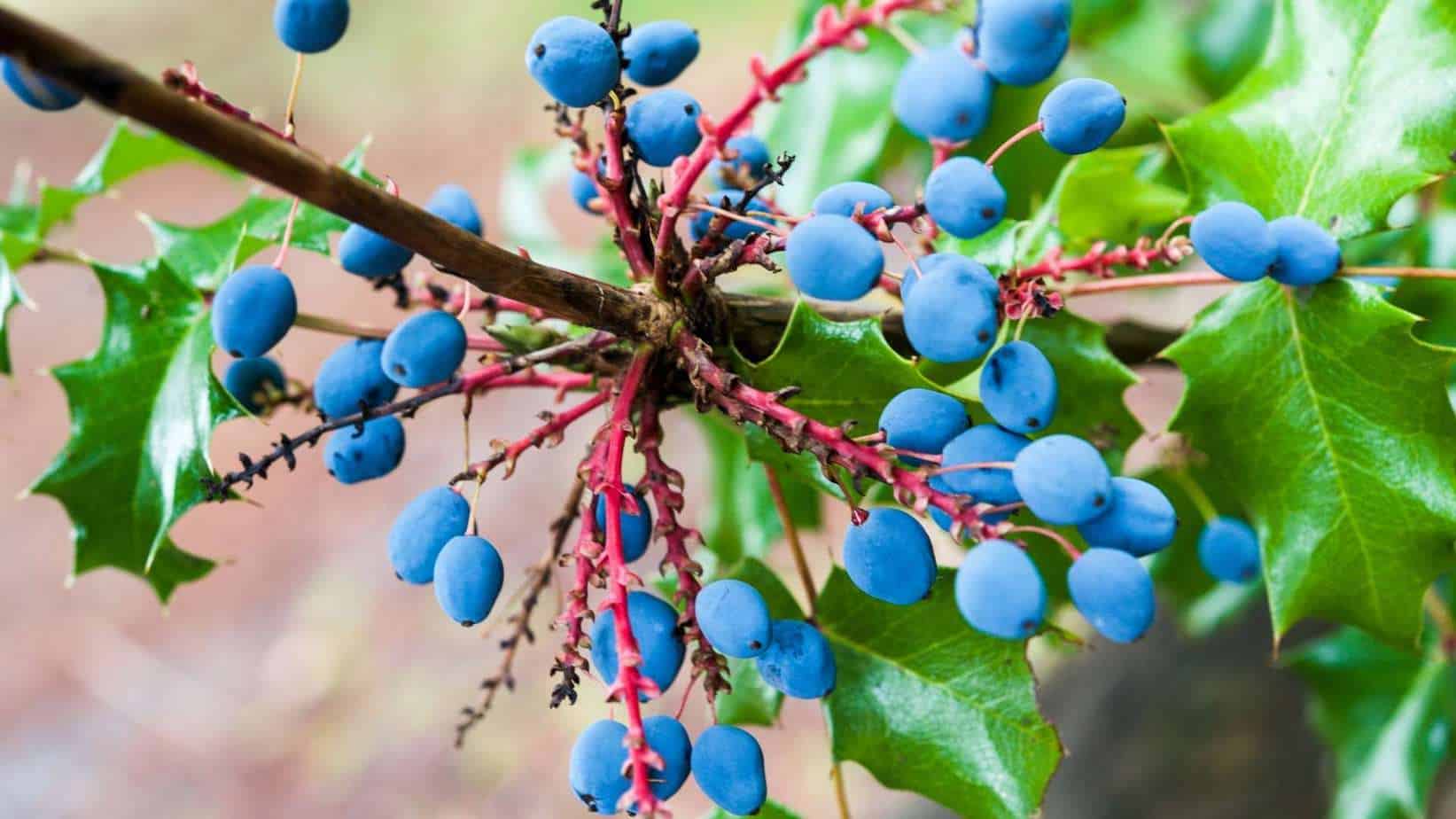 Oregon Grape