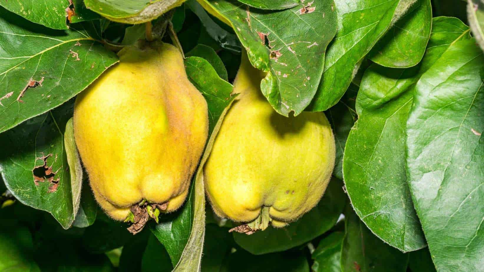 Orient Pear