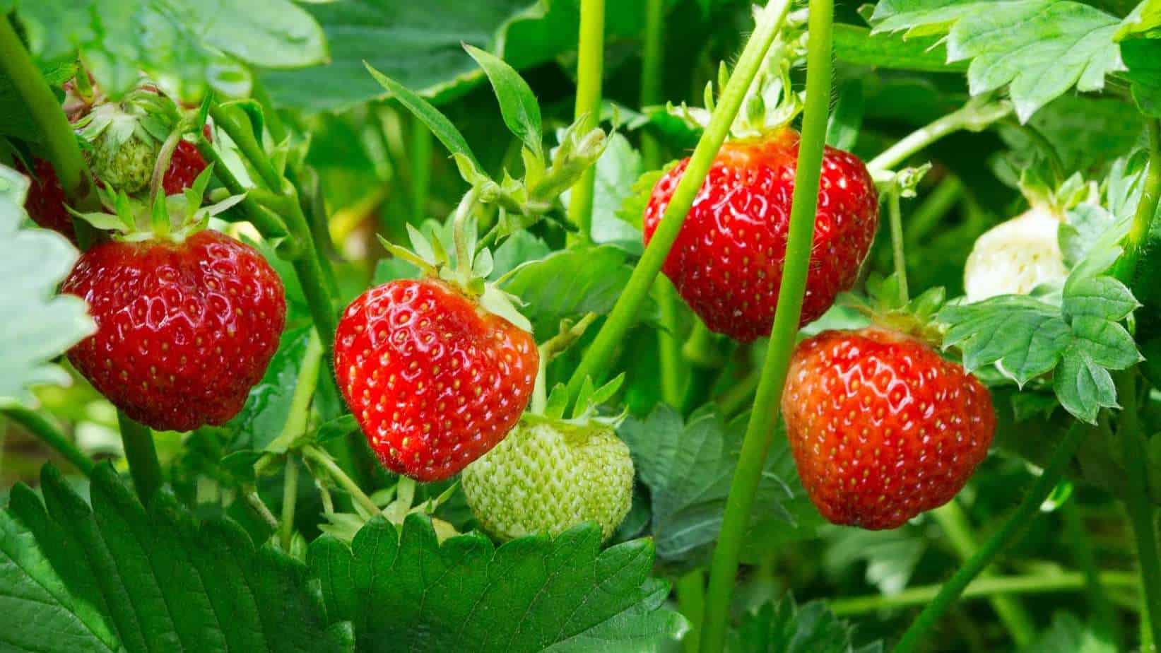 Ozark Beauty Strawberry