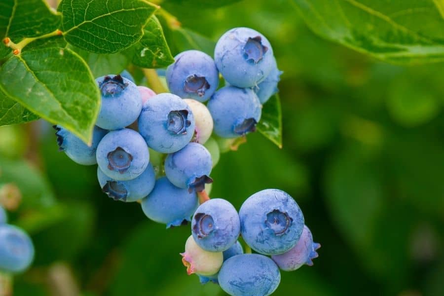 highbush blueberry