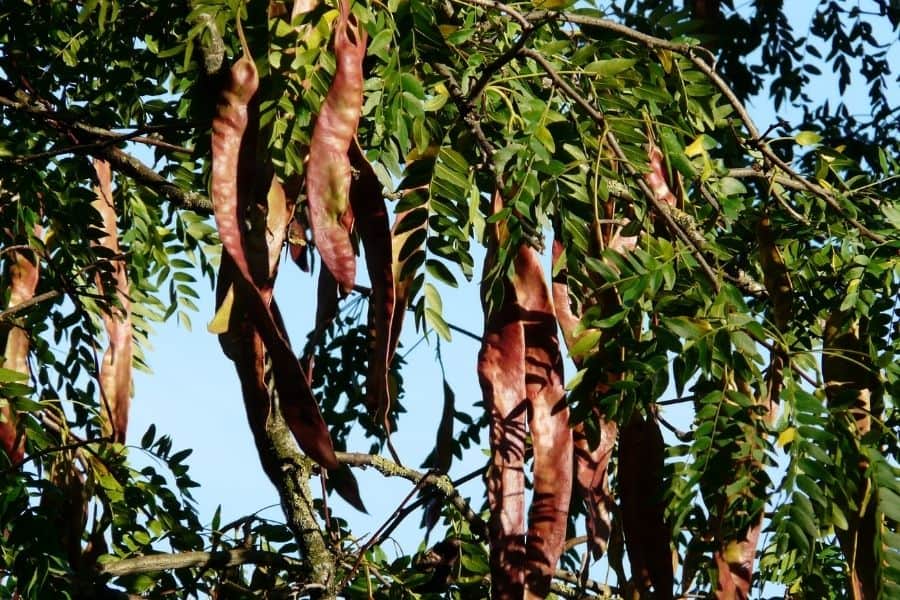 honey locust