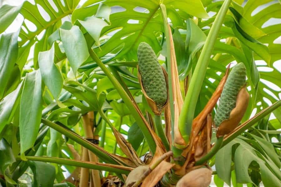 Monstera deliciosa fruit