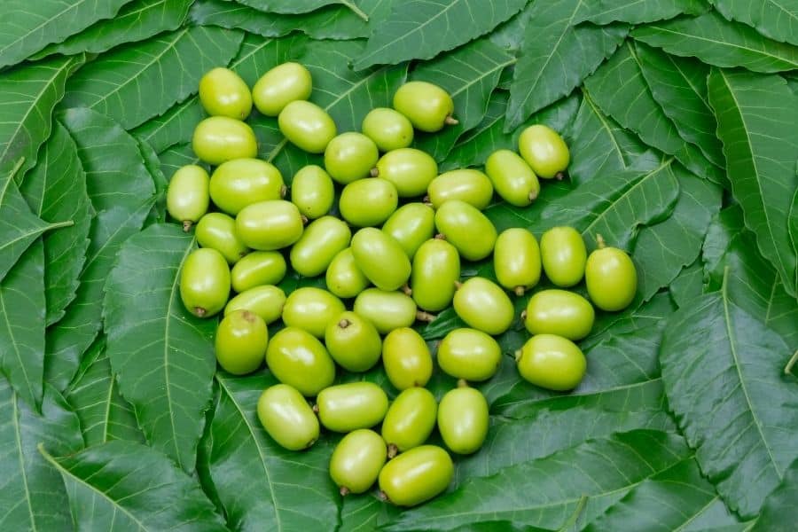 neem