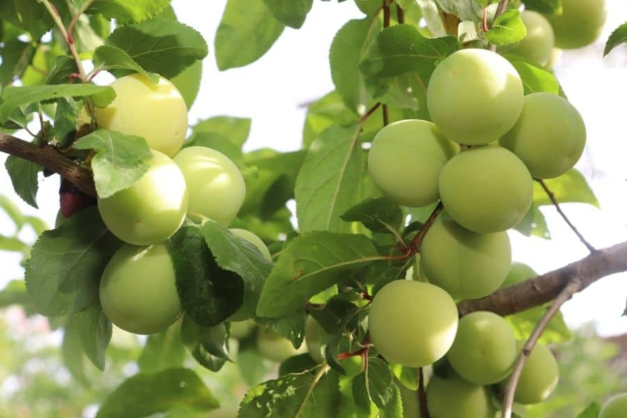 Nonda plum