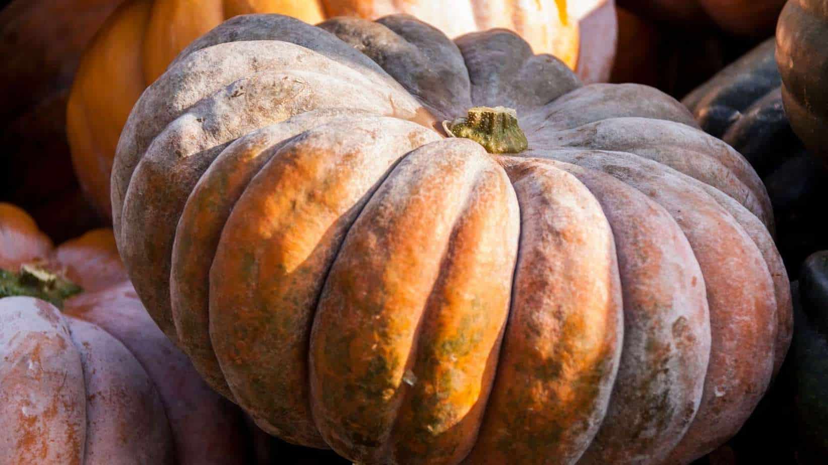 Musquee de Provence Pumpkins