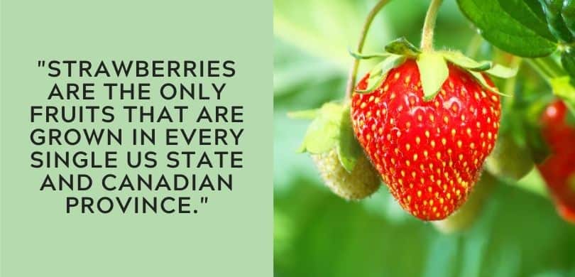 Strawberry Fun Fact