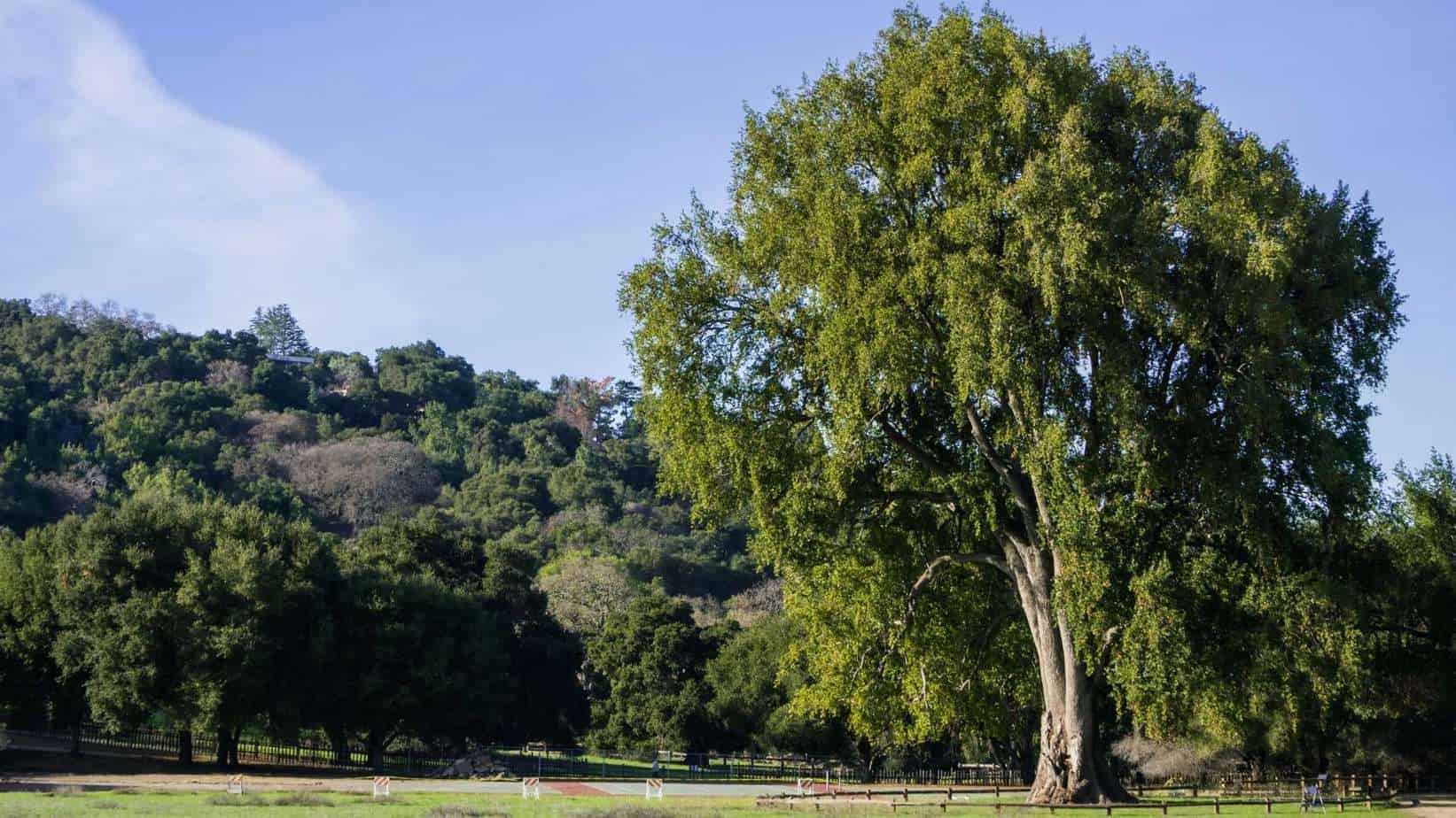 California Bay Laurel