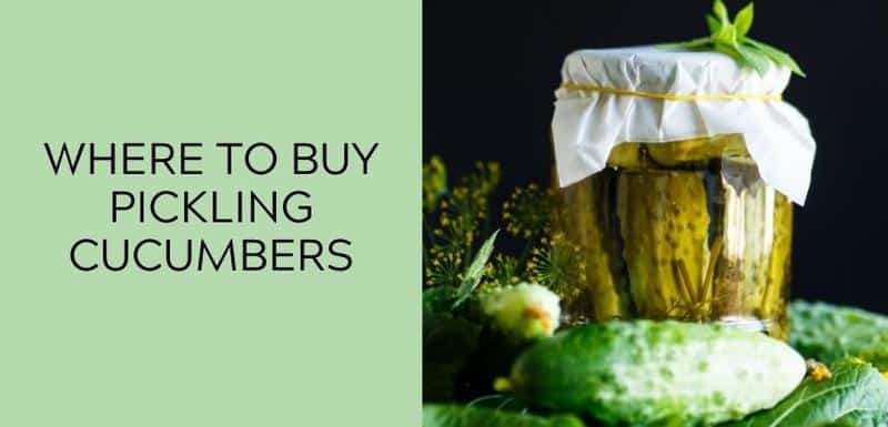 Where to Buy Pickling Cucumbers