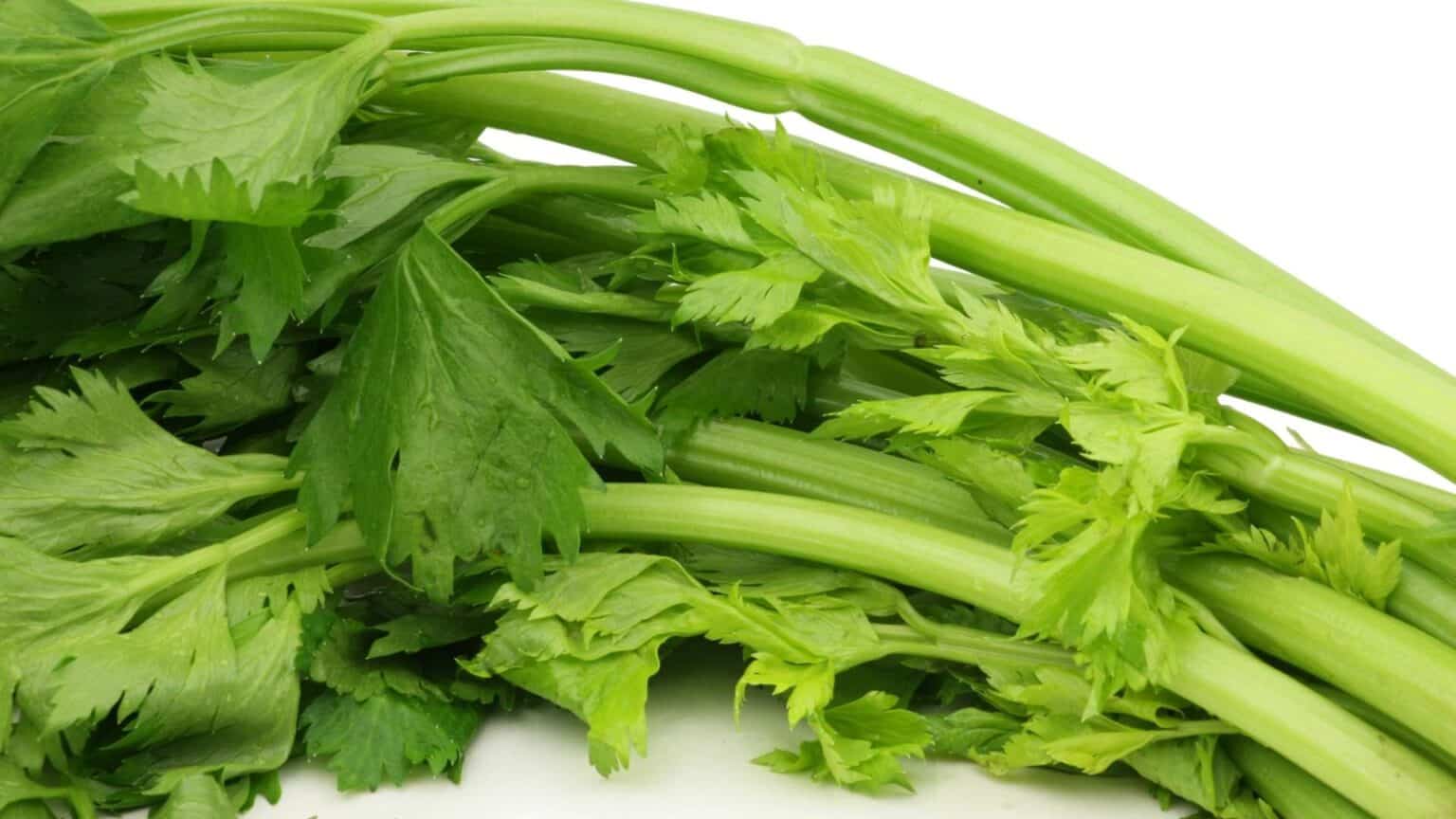 Why is My Celery Plant Limp & Wilting? (ANSWERED)
