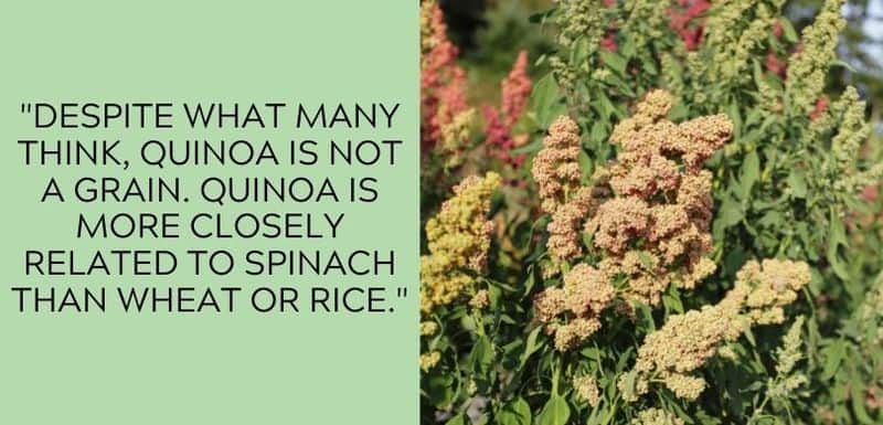 quinoa is not a grain