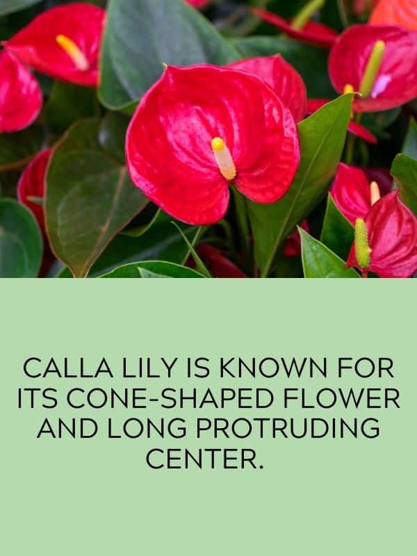 Calla Lily