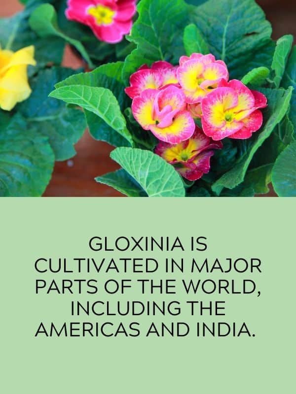 Gloxinia