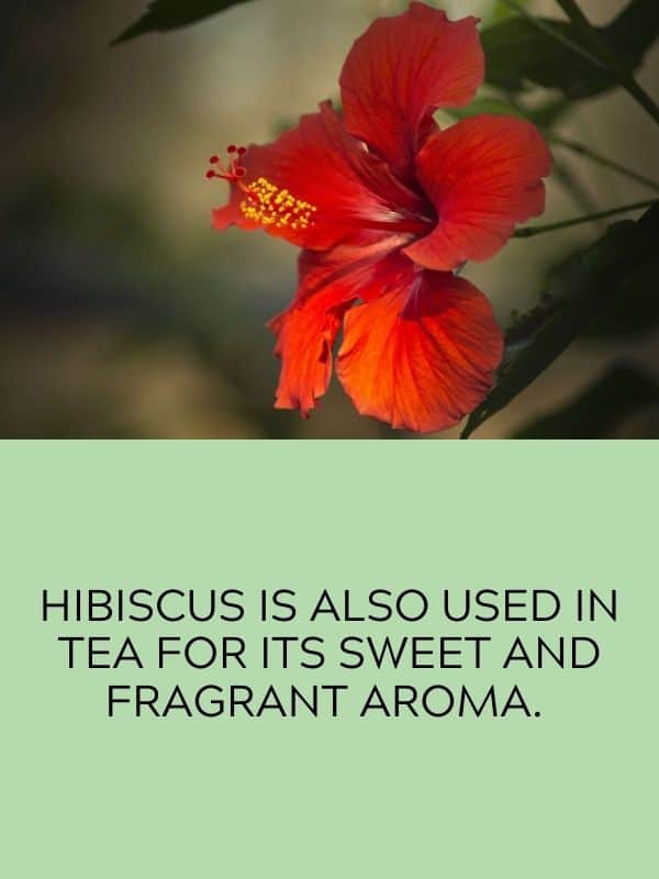 Hibiscus