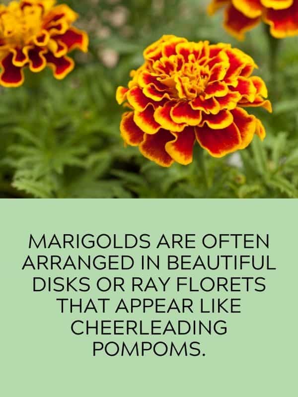 Marigold