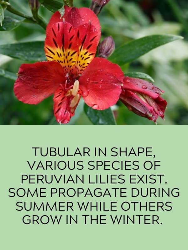 Peruvian Lily