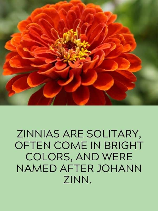 Zinnia