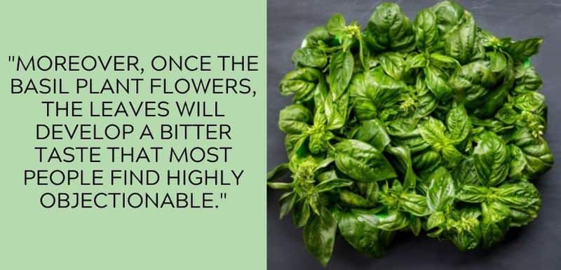 basil flowers for pesto