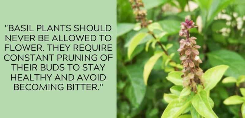 basil pruning