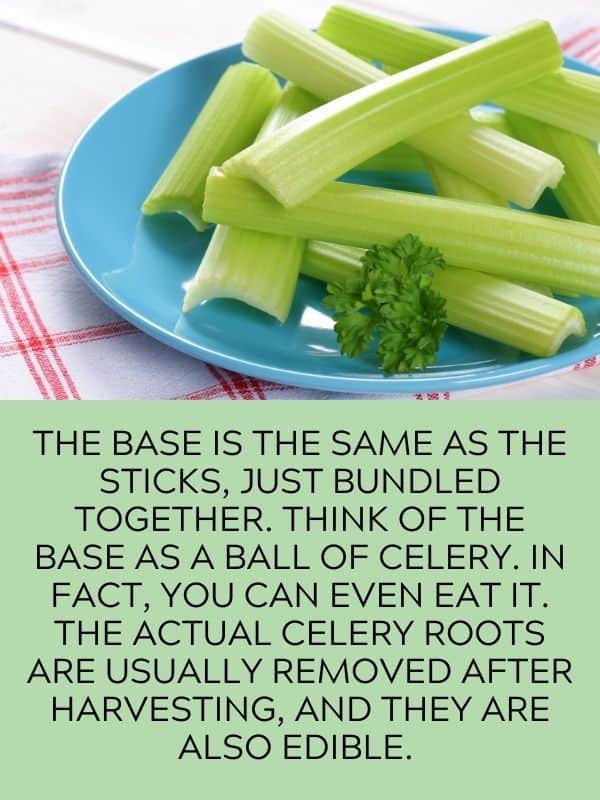 Celery Stick 02