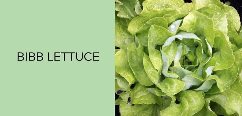 Bibb Lettuce