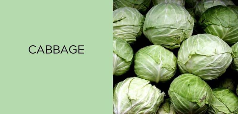 Cabbage