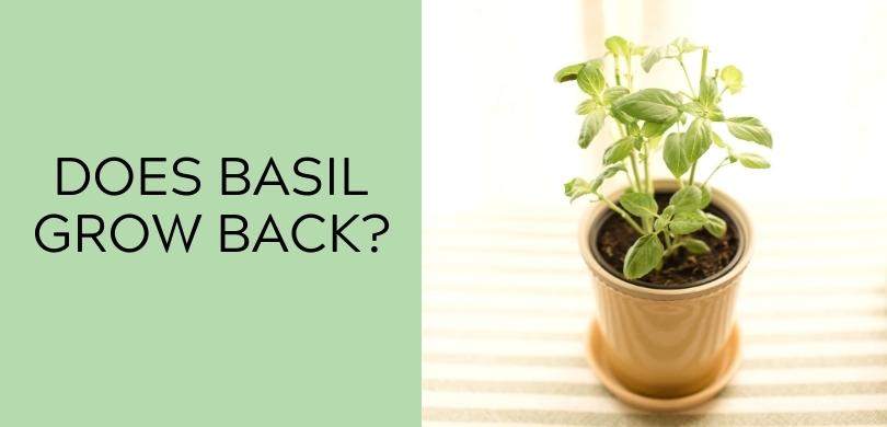 Does Basil Grow Back