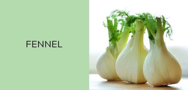 Fennel