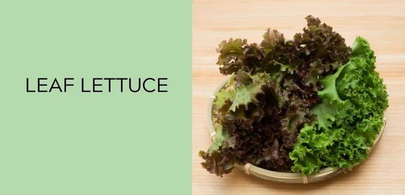 Leaf Lettuce