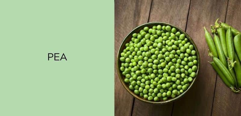 Pea