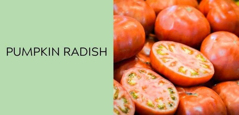 Pumpkin Radish