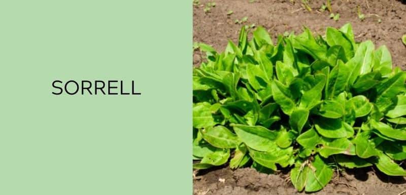 Sorrell