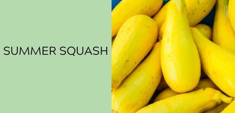Summer Squash